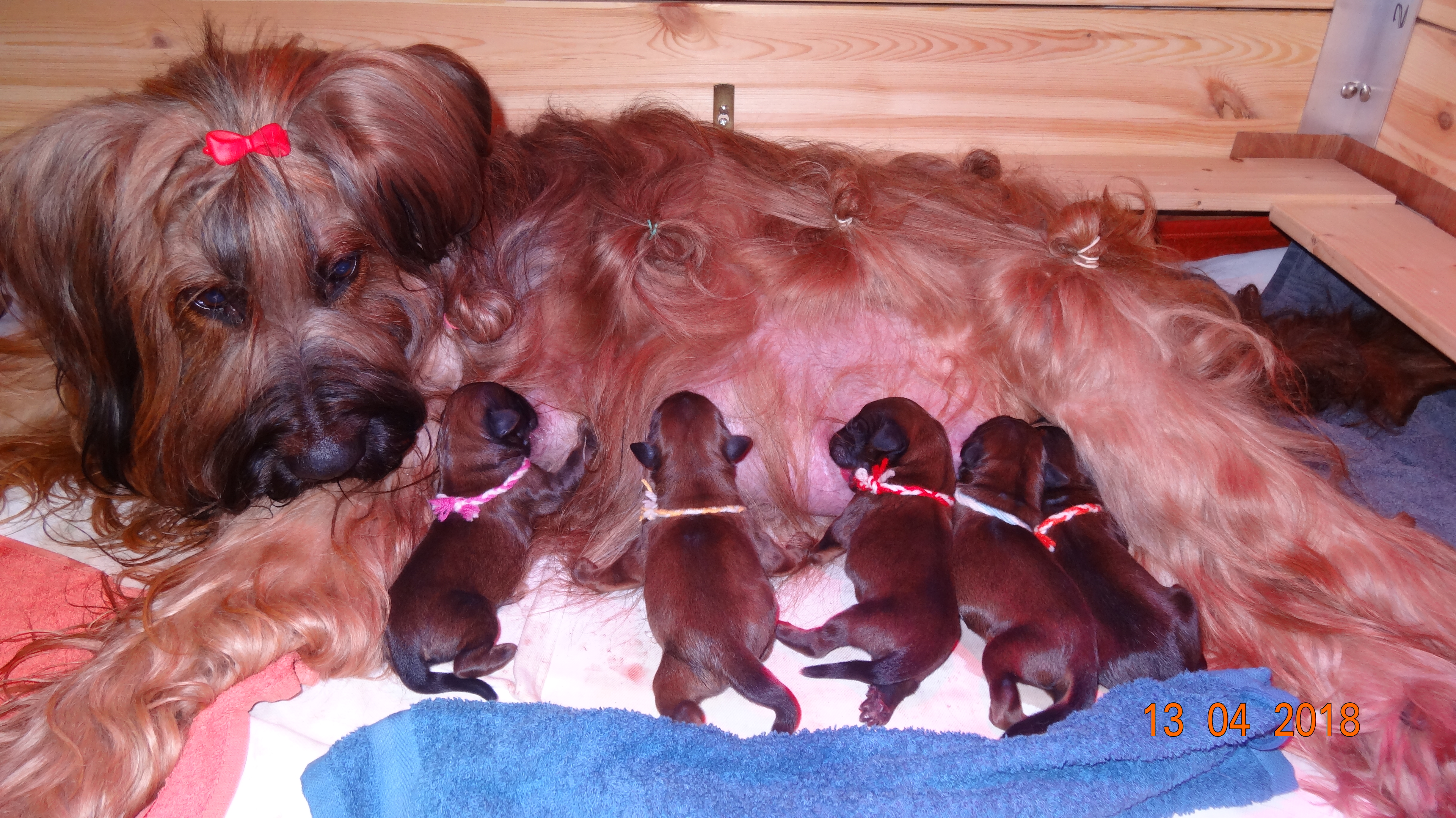 Amila, Amaro, Anton, Antosh u. Apollo 