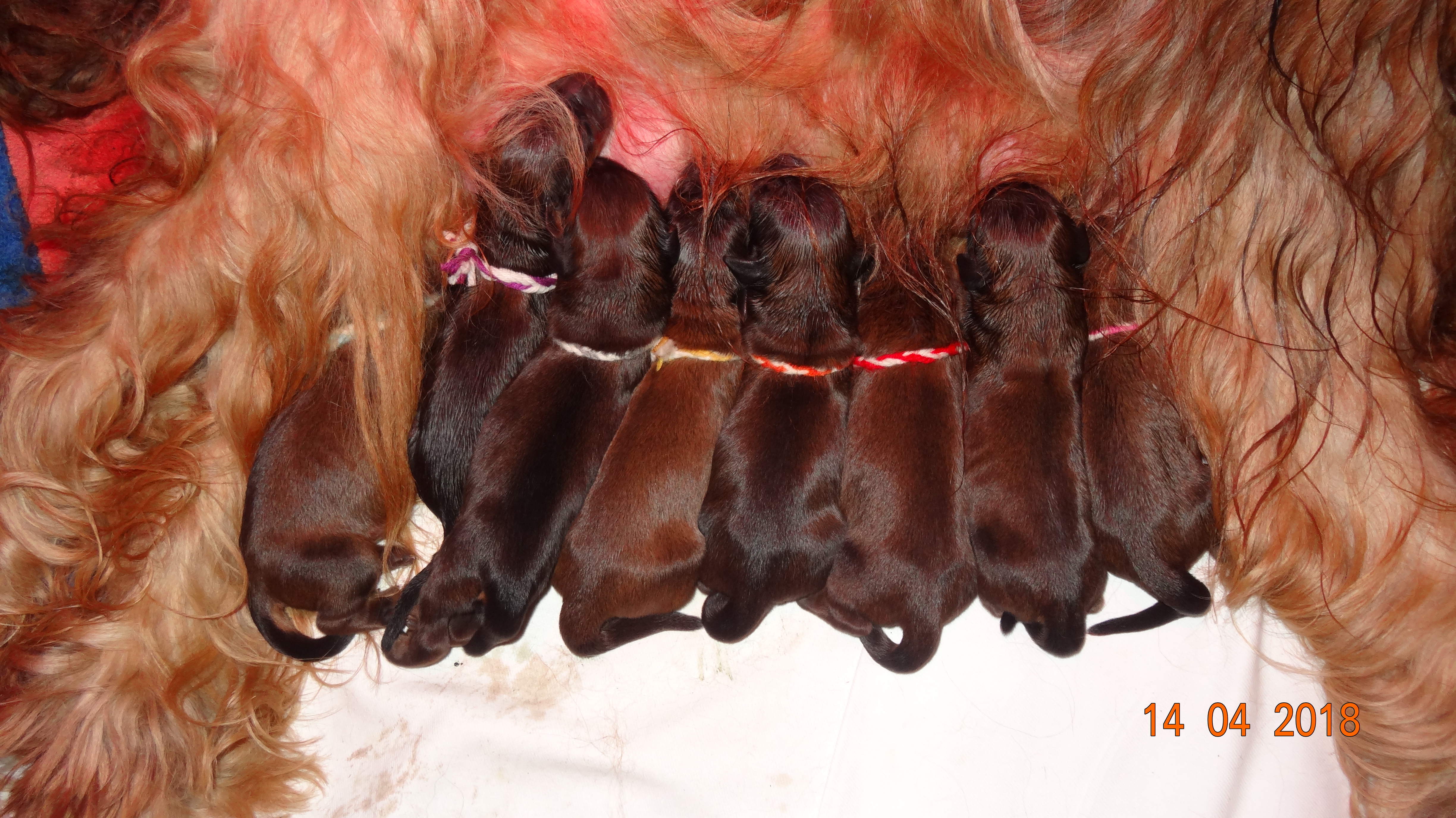 Buddy, Asha, Whoopie, Amaro, Odin, Anton, Molly und Ella